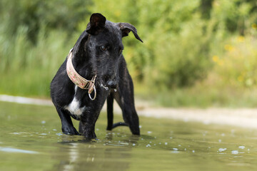 Fototapeta premium junger Windhund steht im Wasser
