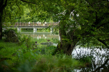 Fototapeta na wymiar resting ducks beside a lake 