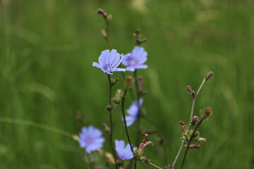 Fiori di cicoria selvatica (Chicory), primo piano dei fiori azzurri in una giornata d’estate