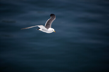 A seagull flying over the sea.