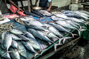 freshly caught tuna on the market