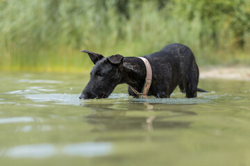 junger Windhund beißt ins Wasser