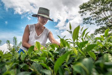 girl in a knitted hat harvests green tea