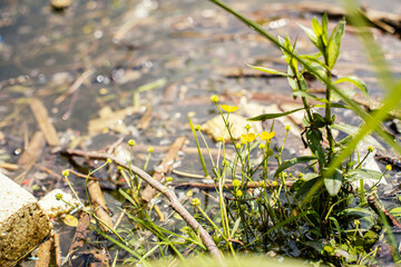 Wild herbs by the river close up photo