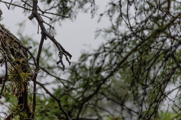 Background of branches and flowers. Rain and dew