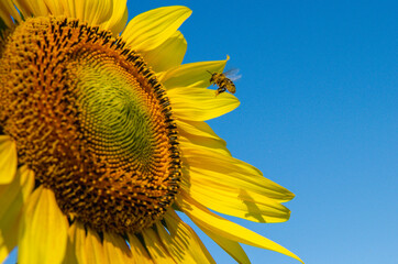 a bright yellow sunflower in summer
