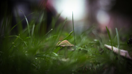 Pilz Nahaufnahme 