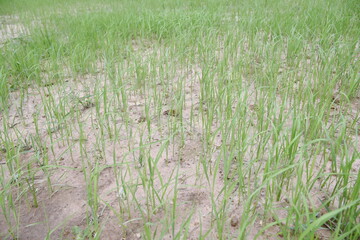 Green rice plants in the fields