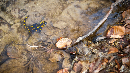 Fire salamander, salamandra salamandra, sitting in water in spring nature. Spotted reptile looking in river from top view. Toxic wild animal resting near the leafs.