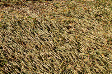 Naklejka premium Cereal ear in the meadow. Soft focus. Selective focus. the fields are fully ripe. Rich harvest Concept