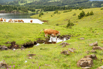 Fototapeta premium A cow in a meadow stock photo