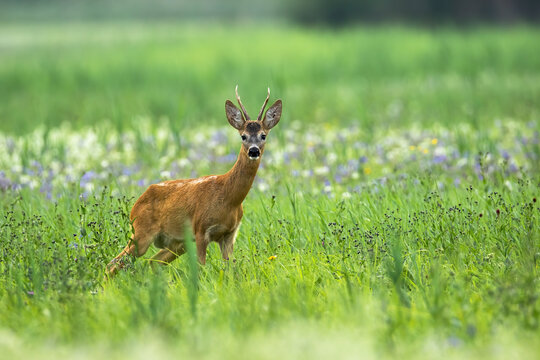 Surprised roe deer, capreolus capreolus, watching on meadow with flowers in summer nature. Alert buck looking to the camera on field with flowers. Wild mammal standing on grassland.