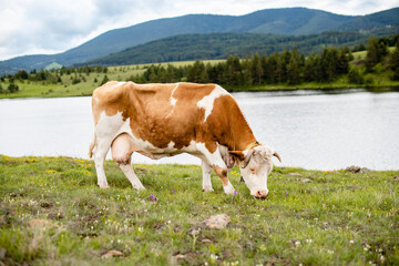 Fototapeta na wymiar Hungry cow by the water
