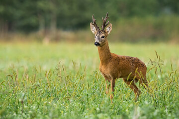 Naklejka na ściany i meble Territorial roe deer, capreolus capreolus, watching on field in summer nature. Vital creature with big antlers standing on meadow with copy space from side view.