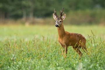 Foto op Canvas Territorial roe deer, capreolus capreolus, watching on field in summer nature. Vital creature with big antlers standing on meadow with copy space from side view. © WildMedia