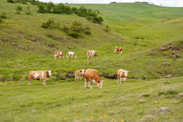 A brown cows grazing the grass