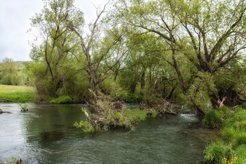 Fresh Water in the forest