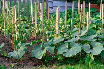 plants growing in the garden