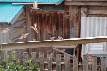 Fototapeta na wymiar sparrows on the fence. flock of birds. social distancing