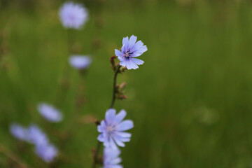 Fiori di cicoria selvatica (Chicory), primo piano dei fiori azzurri in una giornata d&rsquo;estate