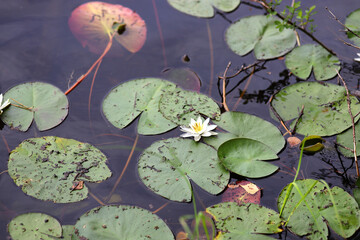 Водяная лилия на поверхности воды озера в окружении листьев.