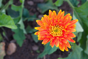 Orange chrysanthemum