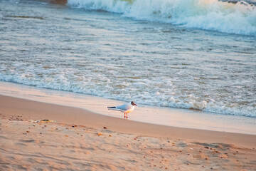 a Seagull admires the sunset on the beach