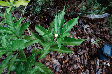 Tabernaemontana divaricata Crape Jasmine, Pinwheel Flower	