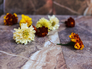 flowers on a stone