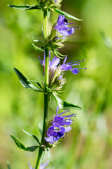 Closeup of Hyssop flowers (Hyssopus officinalis)