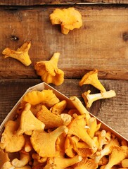 Chanterelle mushrooms on a wooden table macro
