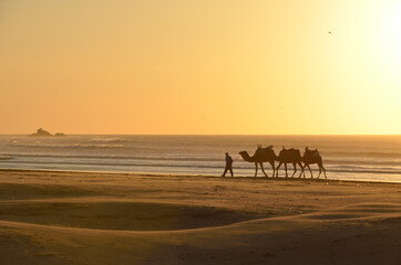 Camels and a man walking by the beach shore at sunset in Essaouira, Morocco