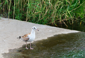 Seagull chick is fishing on the river bank.