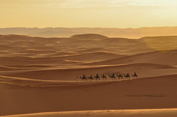 Camels in the Erg Chebbi desert at sunset, Sahara, Morocco