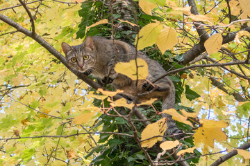 Domestic cat on a tree with yellow leaves in autumn