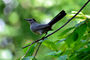 Gray Catbird on Beech tree branch in summer