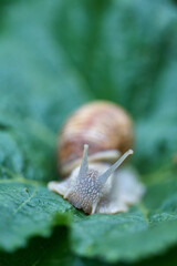 Close up small snail on green leaf in the garden