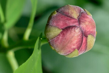 Unopened bud of a Calycanthus plant