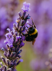 bee on a flower