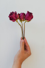 A bouquet of dried roses clamped in hand, close-up against a white wall. A man's hand grips three dried roses tightly. Space for text.