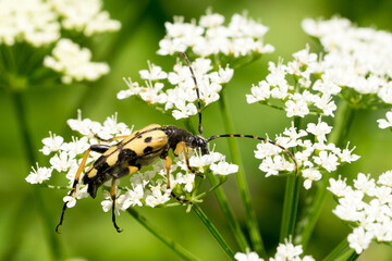 Closeup of a spotted longhorn beetle (Rutpela maculata) on a white flowering umbel