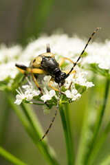 Closeup of a spotted longhorn beetle (Rutpela maculata) on a white flowering umbel