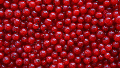 Background of red currant berries