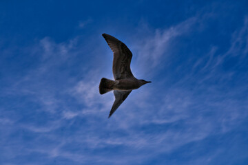 空を飛ぶカモメ