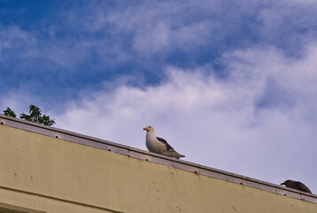 屋根上のカモメ
