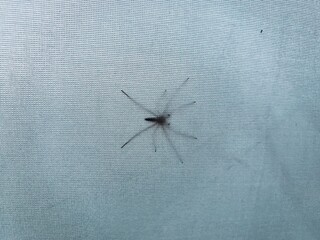 Spider outside of a tent