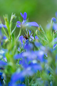 Closeup Of A Longhorn Beetle (Alosterna Tabacicolor) In Blue Garden Lobelia Flowers