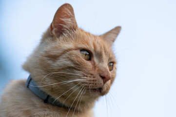 rudy kot z obrożą przeciw pchłom i przeciw kleszczom - obrazy, fototapety, plakaty