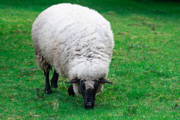 owca czarnogłowa pasie się na łące - obrazy, fototapety, plakaty
