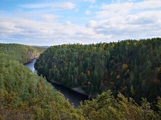 autumn in the forest